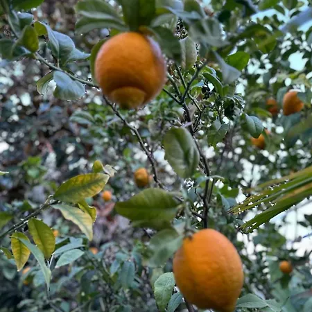 Miron Mentona